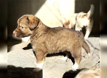 Aussie Mini Miniature Australian Shepherd Border Collie Welpen Showlinie Hündin Rüde