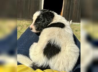 Aussie Mini Miniature Australian Shepherd Border Collie Welpen Showlinie Hündin Rüde