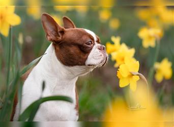 Boston Terrier 