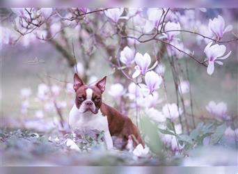 Boston Terrier 