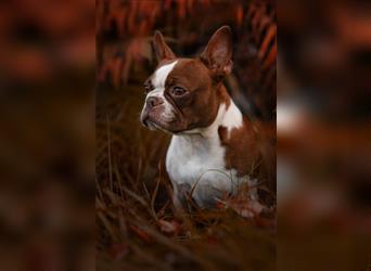 Boston Terrier 