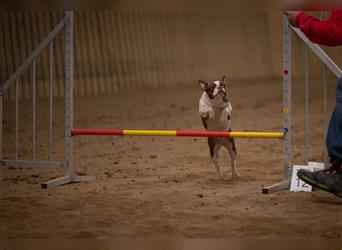 Boston Terrier 