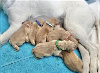 Gelbe Labrador Retriever Welpen Honigtöpfe