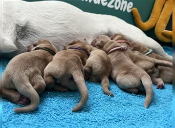 Gelbe Labrador Retriever Welpen Honigtöpfe