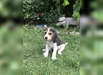 Beagle Welpen fast reinrassig