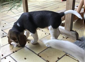 Beagle Welpen fast reinrassig