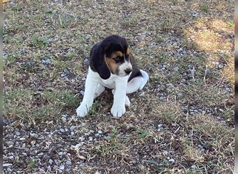 Beagle Welpen fast reinrassig