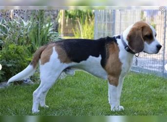 Beagle Welpen fast reinrassig