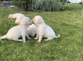 Golden Retriver Welpen aus Hobbyzucht