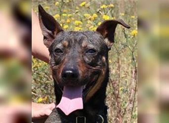 Leo, Mix Pinscher / Schäferhund , lieb und verträglich