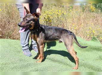 Leo, Mix Pinscher / Schäferhund , lieb und verträglich