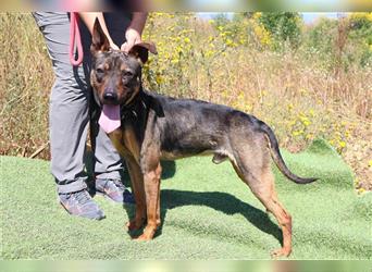 Leo, Mix Pinscher / Schäferhund , lieb und verträglich