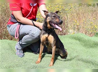 Leo, Mix Pinscher / Schäferhund , lieb und verträglich