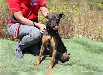 Leo, Mix Pinscher / Schäferhund , lieb und verträglich