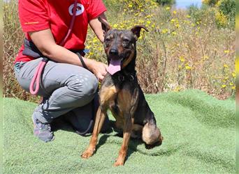 Leo, Mix Pinscher / Schäferhund , lieb und verträglich