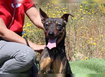 Leo, Mix Pinscher / Schäferhund , lieb und verträglich