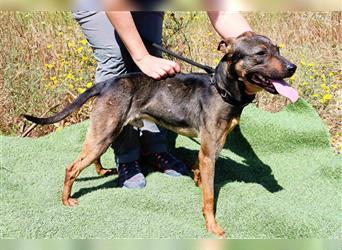 Leo, Mix Pinscher / Schäferhund , lieb und verträglich