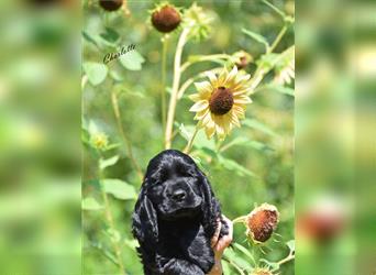 English cocker spaniel