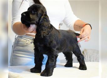 English cocker spaniel