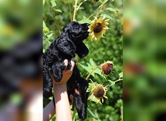 English cocker spaniel