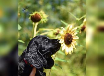 English cocker spaniel