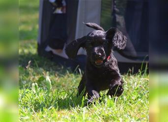 English cocker spaniel