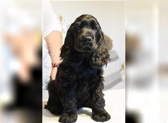 English cocker spaniel