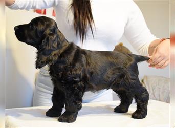 English cocker spaniel