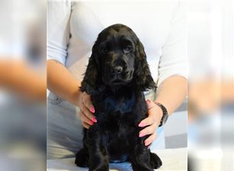 English cocker spaniel