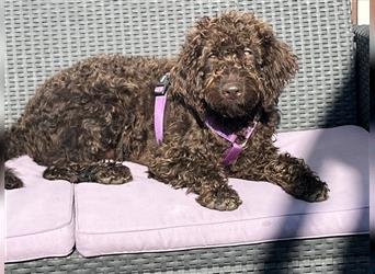 Labradordoodle f1b und goldadordoodle