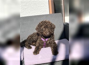 Labradordoodle f1b und goldadordoodle