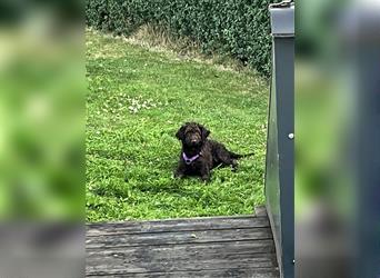 Labradordoodle f1b und goldadordoodle