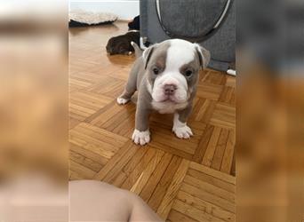 English Bulldog Rüde