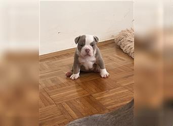 English Bulldog Rüde