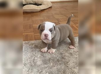 English Bulldog Rüde