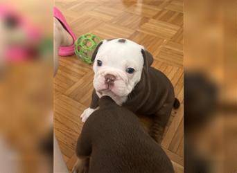 English Bulldog rüde