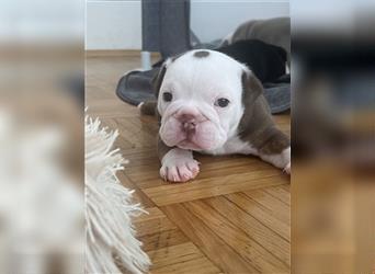 English Bulldog rüde