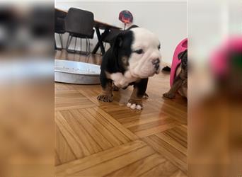 English Bulldog rüde