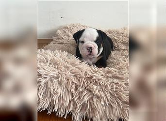 English Bulldog rüde