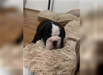 English Bulldog Hündin