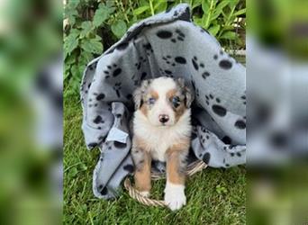 Berner Sennen - Mischlingswelpe / Miniatur Australian Shepherd Mischlingswelpe / Mini Aussie