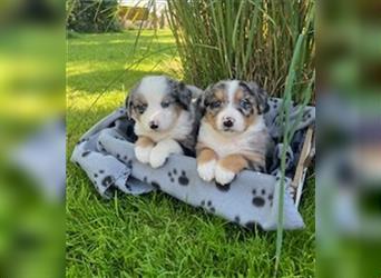 Berner Sennen - Mischlingswelpe / Miniatur Australian Shepherd Mischlingswelpe / Mini Aussie