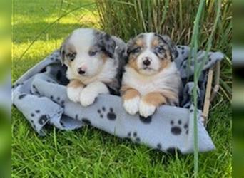 Berner Sennen - Mischlingswelpe / Miniatur Australian Shepherd Mischlingswelpe / Mini Aussie