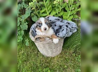 Berner Sennen - Mischlingswelpe / Miniatur Australian Shepherd Mischlingswelpe / Mini Aussie