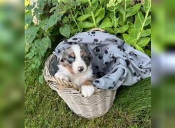 Berner Sennen - Mischlingswelpe / Miniatur Australian Shepherd Mischlingswelpe / Mini Aussie