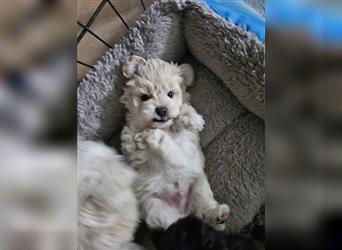 Maltipoo Welpen Rüde