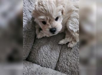 Maltipoo Welpen Rüde