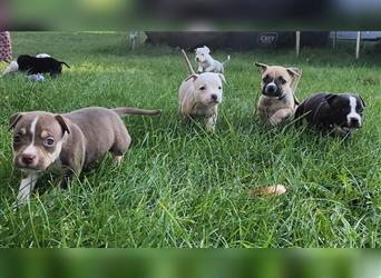 Wunderschöne Bulldog Bully Baby´s  suchen Lieblingsmensch(en)