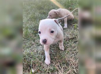 Wunderschöne Bulldog Bully Baby´s  suchen Lieblingsmensch(en)