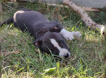 Wunderschöne Bulldog Bully Baby´s  suchen Lieblingsmensch(en)